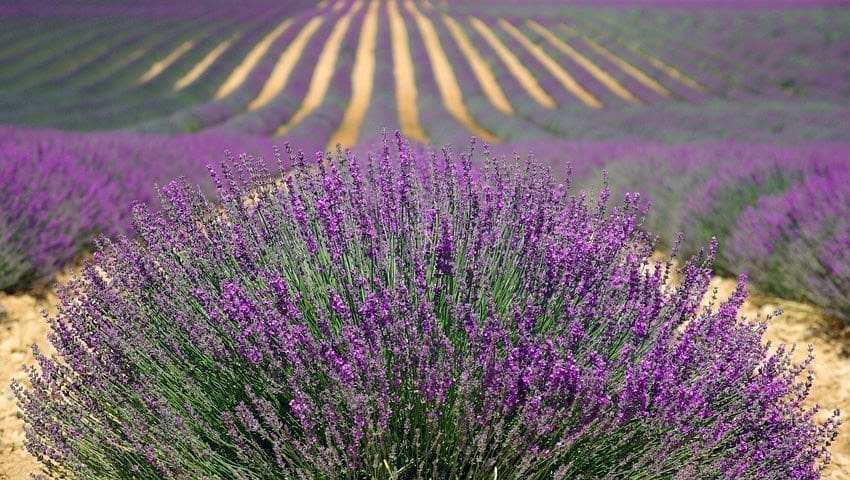 Olio essenziale di Lavanda